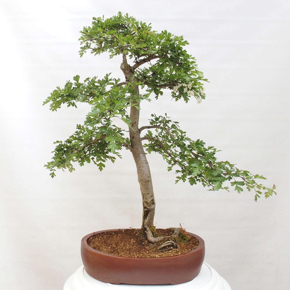 Vonkajší bonsai - Hloh - Crataegus monogyna