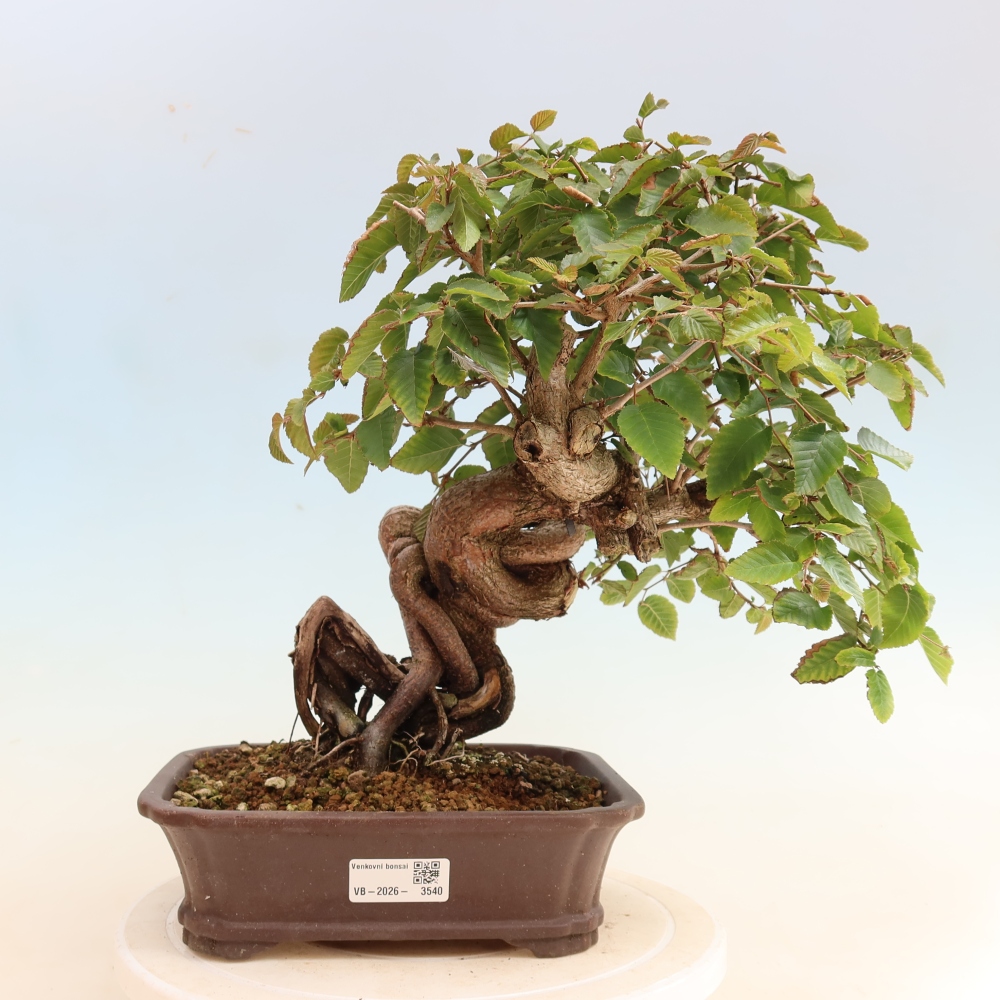 Vonkajšie bonsaje -Carpinus CARPINOIDES - Hrab kórejský