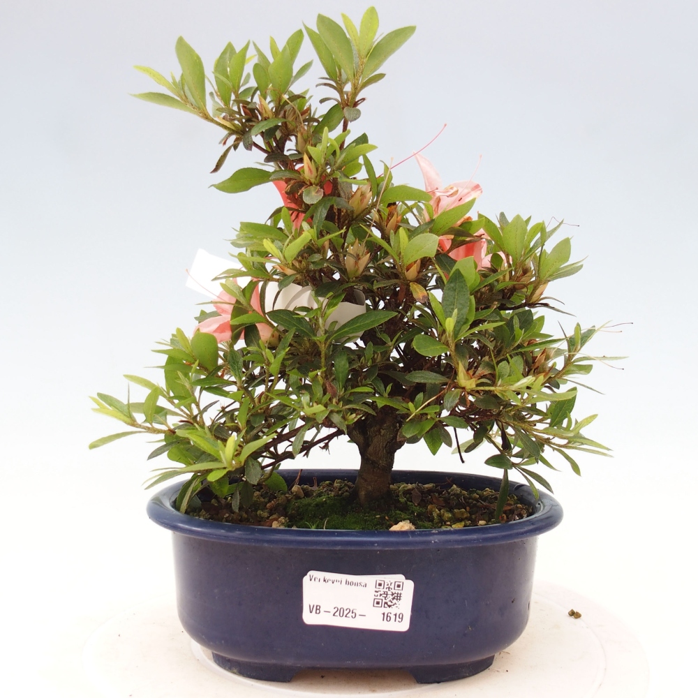Vonkajší bonsai - Japonská azalka -  Azalea Nikko