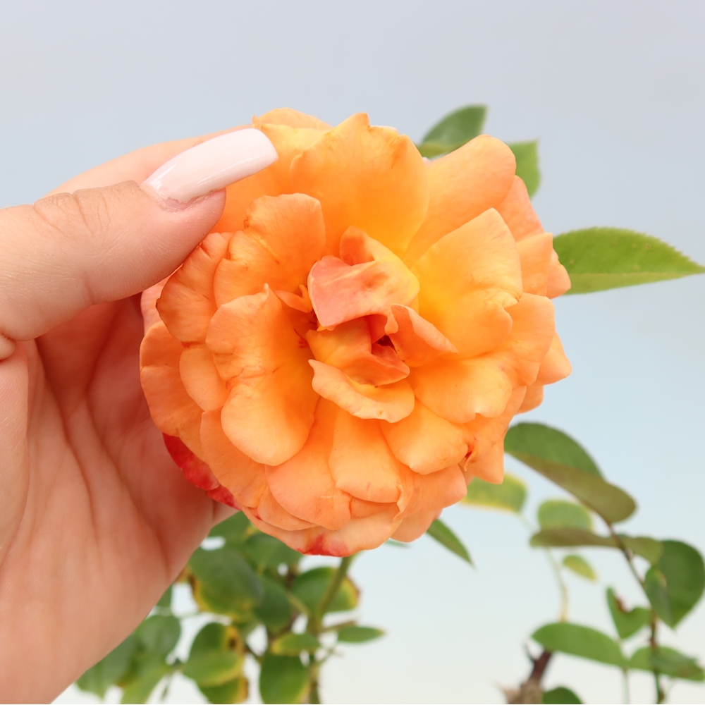 Vonkajšie bonsaje – Rosa Kordes – ruže