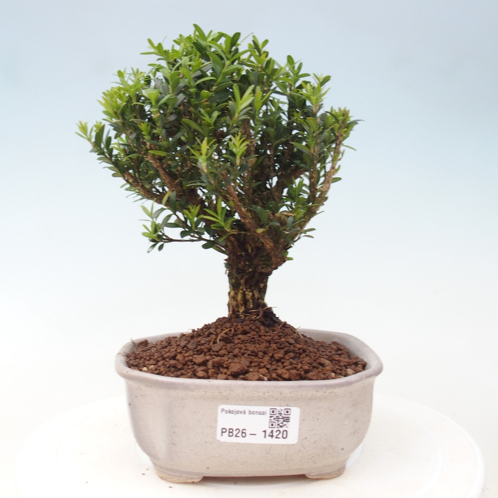 Izbové bonsaje - Buxus harlandii - korkový buxus