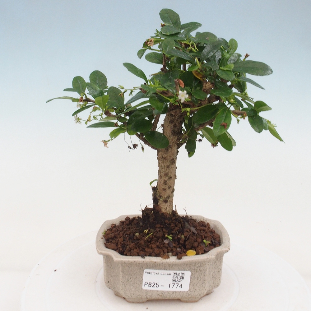 Izbová bonsai - Carmona macrophylla - Čaj fuki
