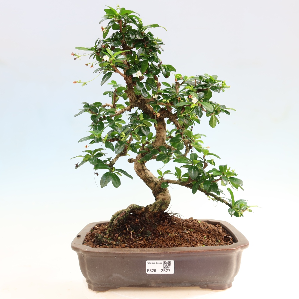 Izbové bonsaje - Carmona macrophylla - Tea fuki