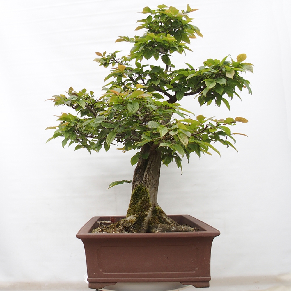 Vonkajší bonsai - Hrab obyčajný - Carpinus betulus