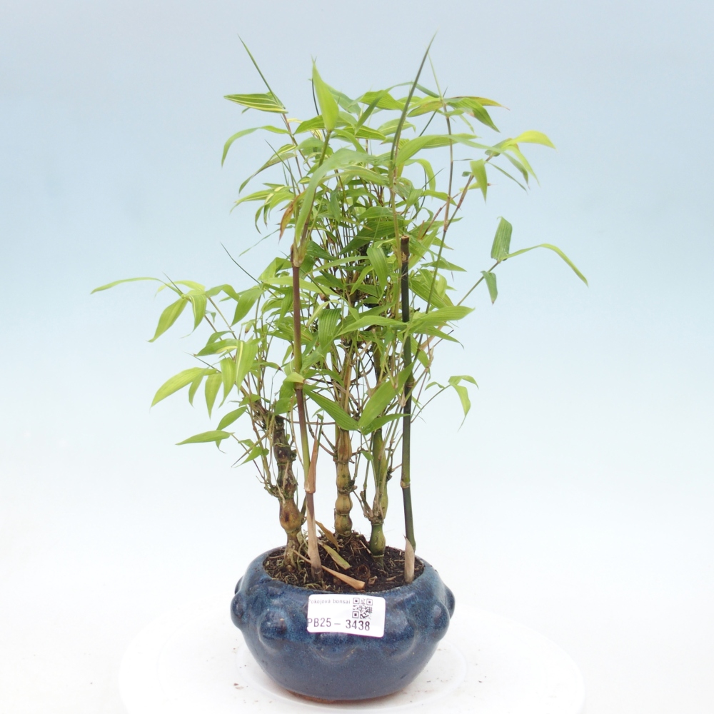 Izbové bonsaje - Bambusové brucho - Bambusové brucho