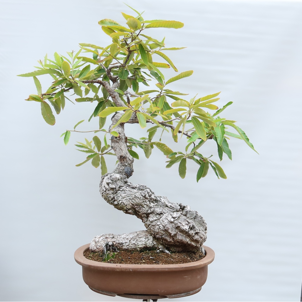 Vonkajší bonsai – Quercus castaneifolia – dub gaštanolistý