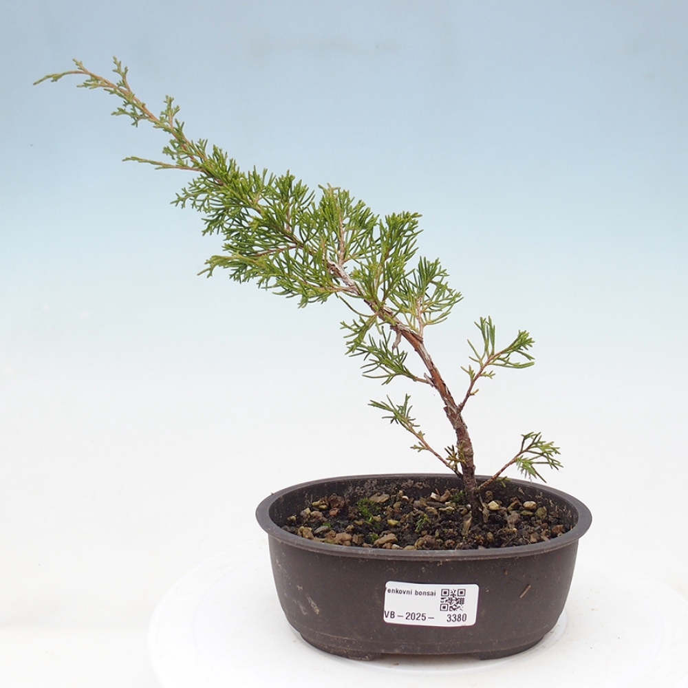 Vonkajší bonsai - Juniperus chinensis Itoigawa -Jalovec čínsky