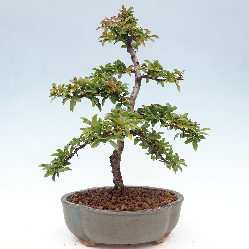 Vonkajšia bonsai-Pyracanta Teton -Hlohyně
