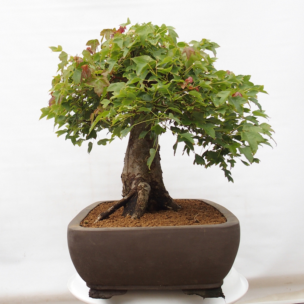 Vonkajšie bonsai - Javor Buergerianum - Javor Burgerův