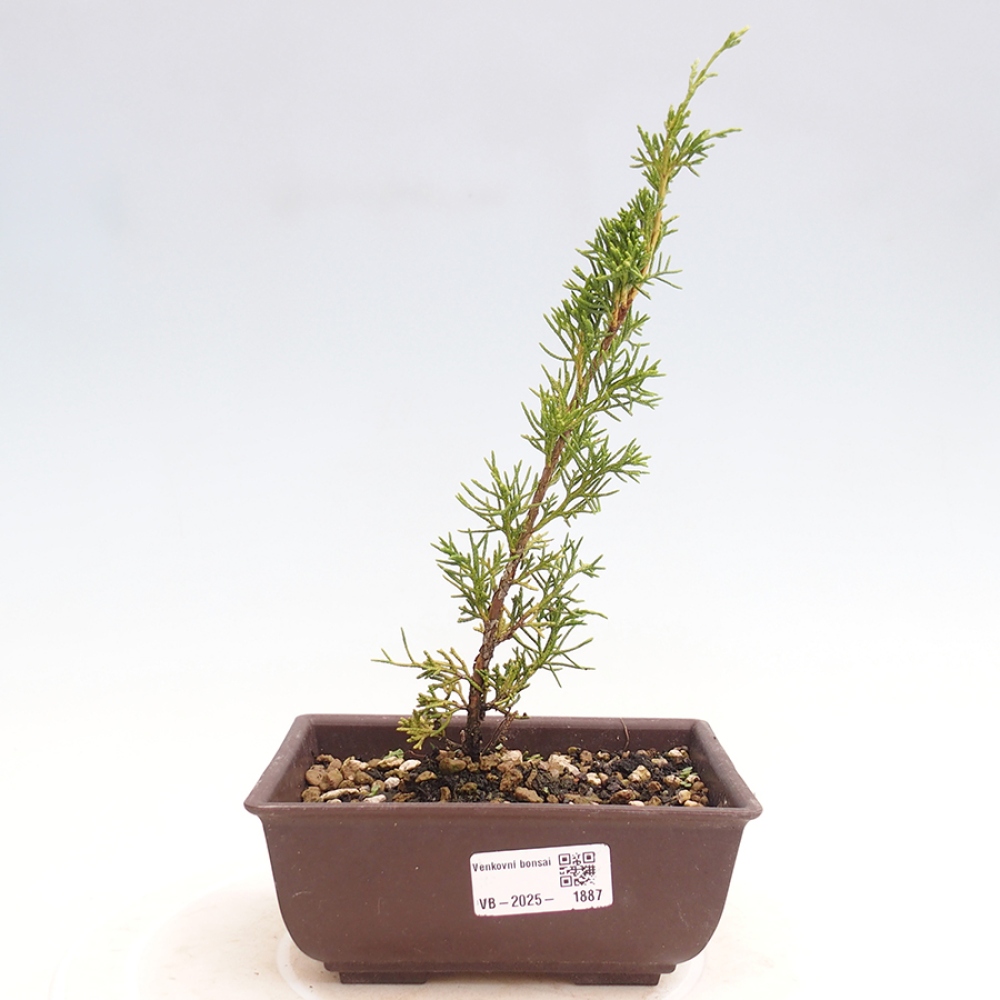Vonkajší bonsai - Juniperus chinensis Itoigawa -Jalovec čínsky