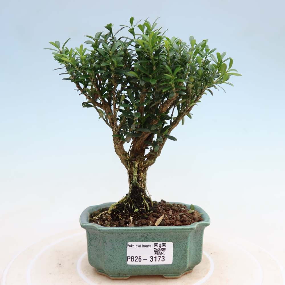 Izbové bonsaje - Buxus harlandii - korkový buxus
