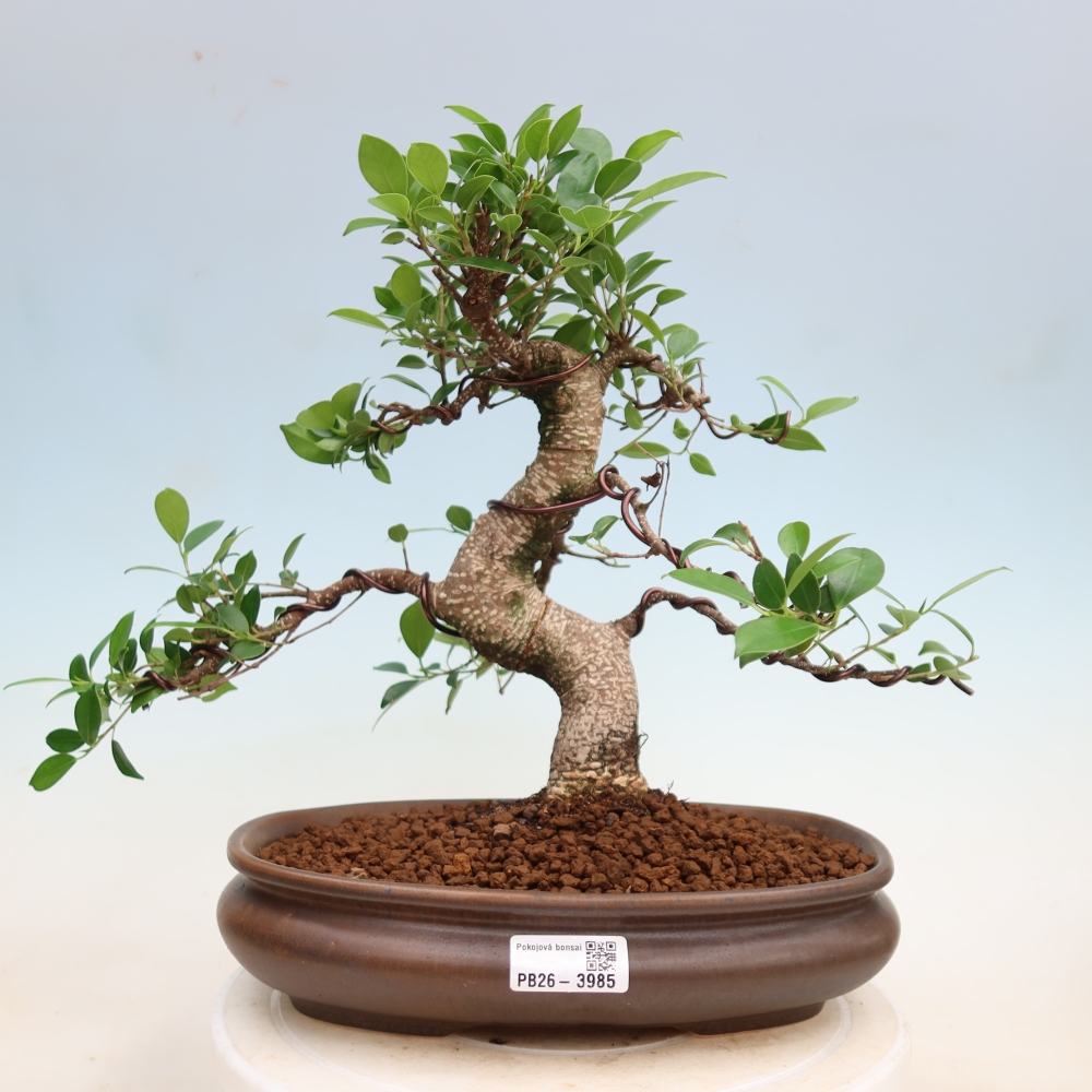 Izbové bonsaje - Ficus kimmen - drobnolistý fikus