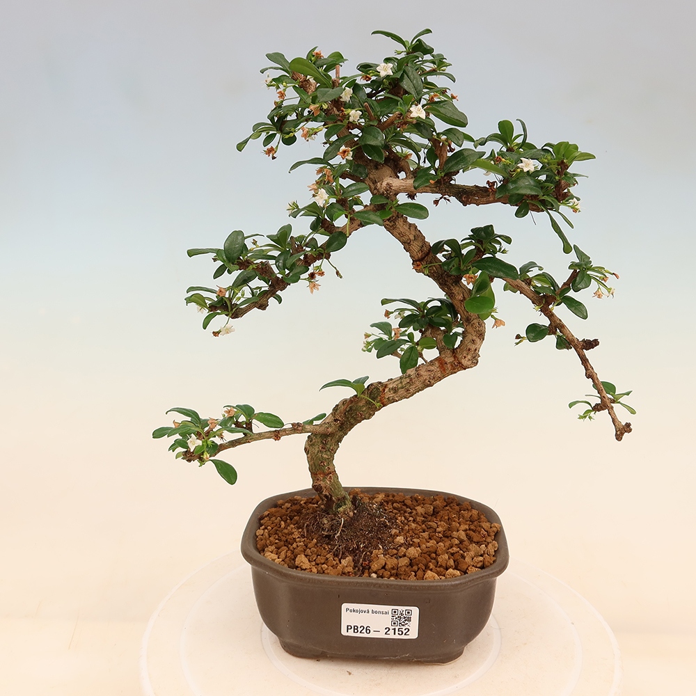 Izbové bonsaje - Carmona macrophylla - Tea fuki