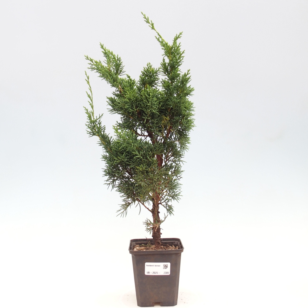 Vonkajšie bonsai - Juniperus chinensis Kishu -Jalovec čínsky