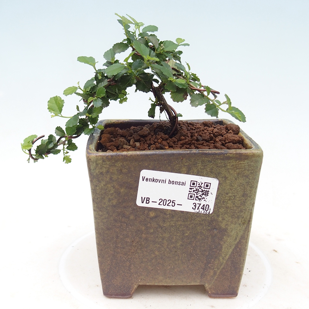Izbová bonsai - Grewia sp. - Grewie malolistá