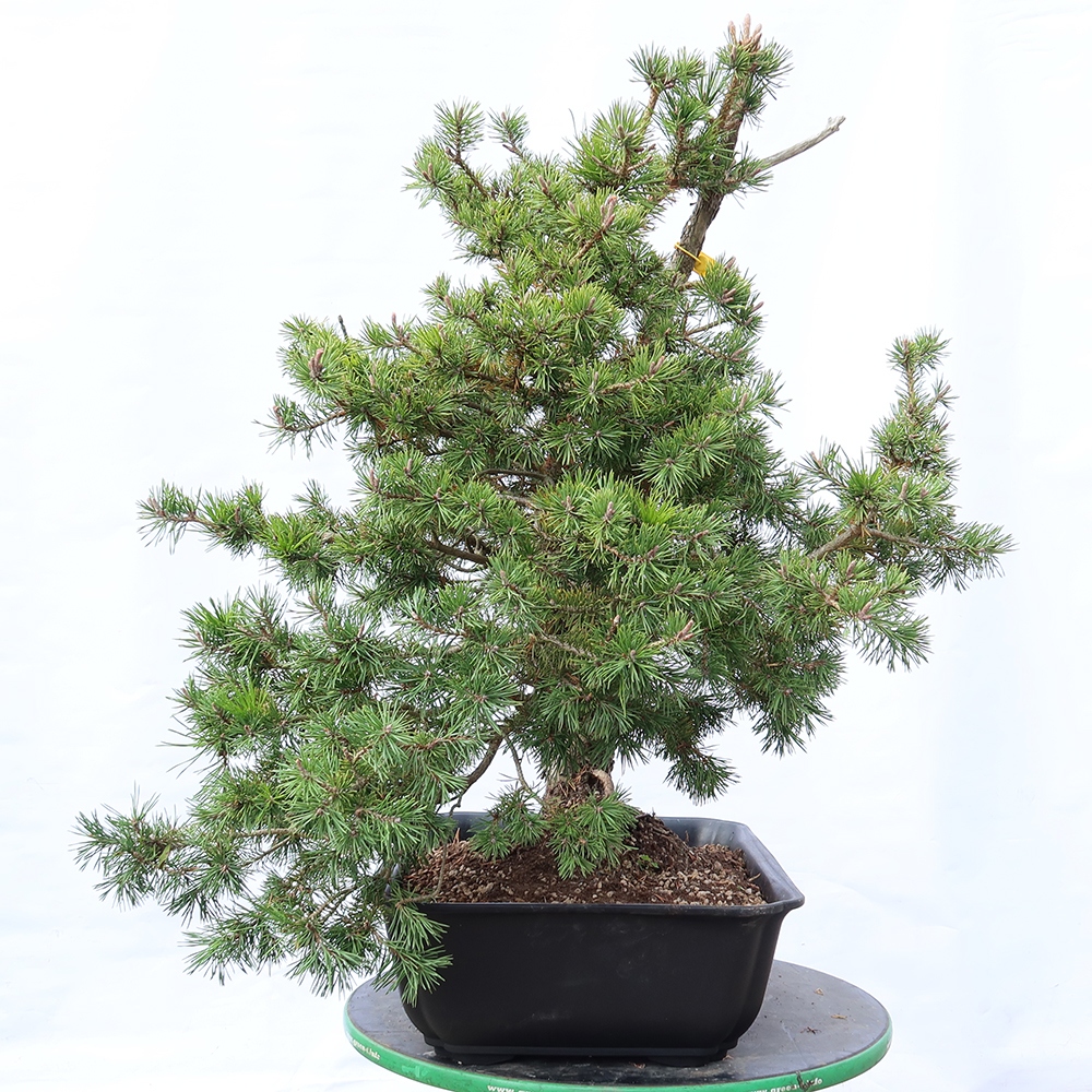 Pinus sylvestris Španielsko – borovica lesná