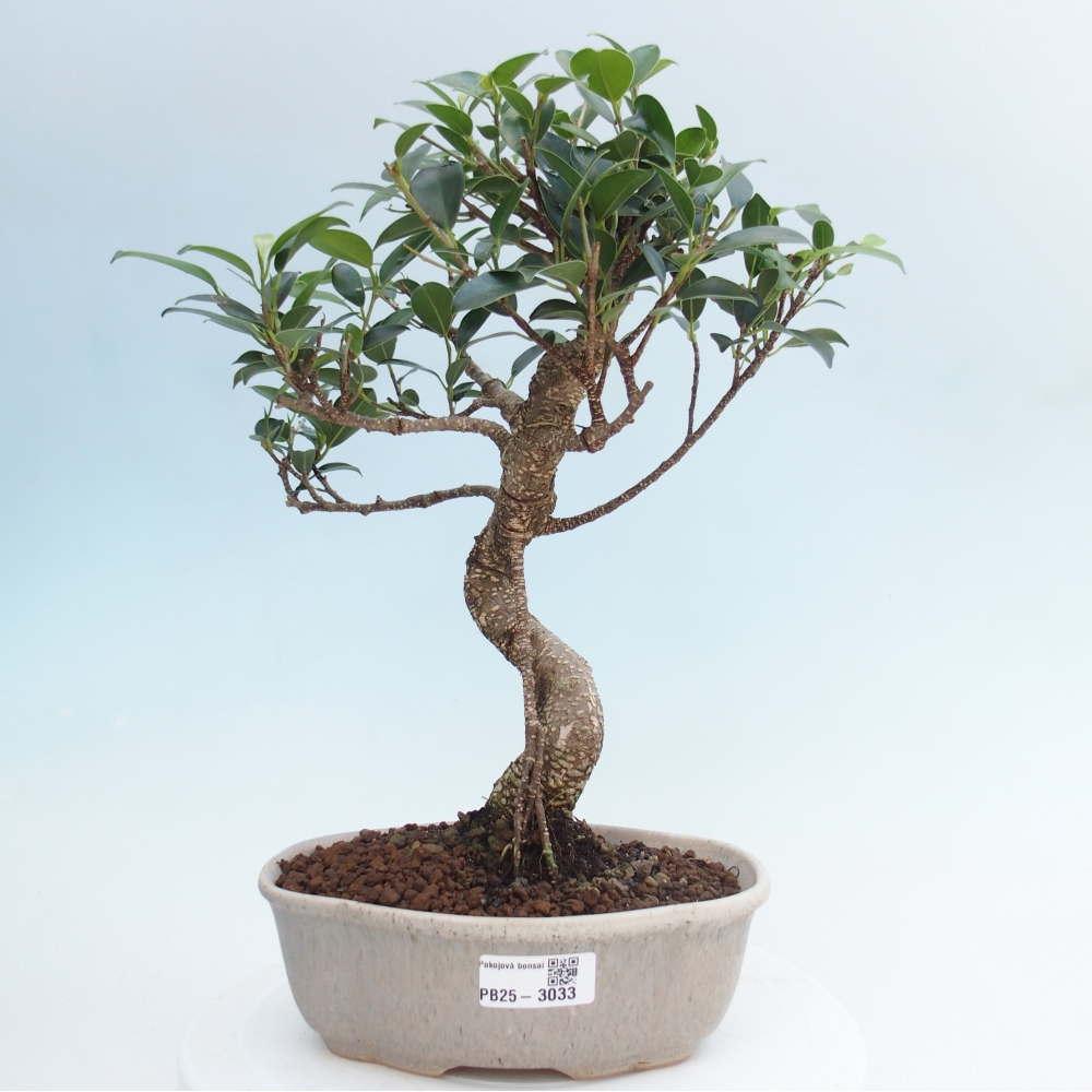 Izbová bonsai - Ficus retusa - malolistá fikus
