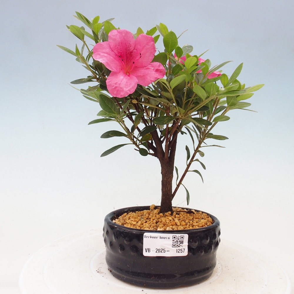 Vonkajší bonsai - Japonská azalka - Azalea sp.