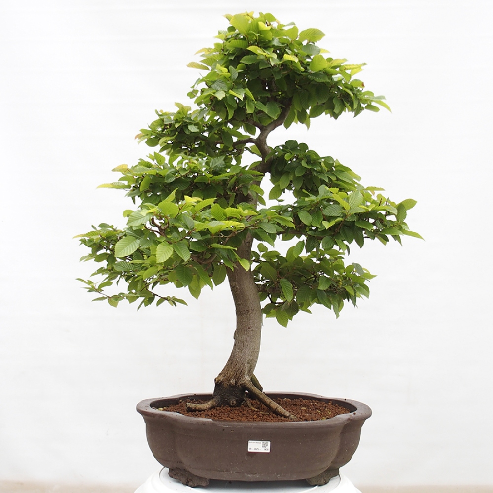 Vonkajší bonsai - Hrab obyčajný - Carpinus betulus