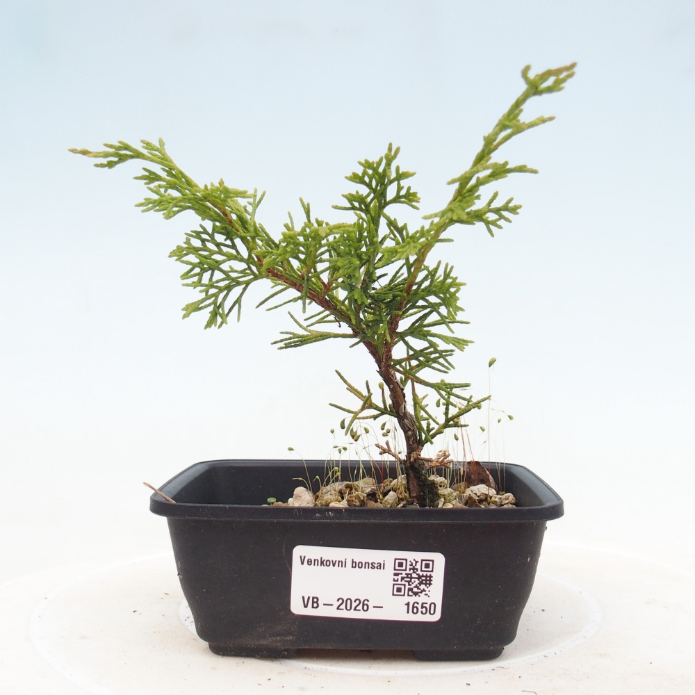 Vonkajší bonsaj - Juniperus chinensis Itoigawa