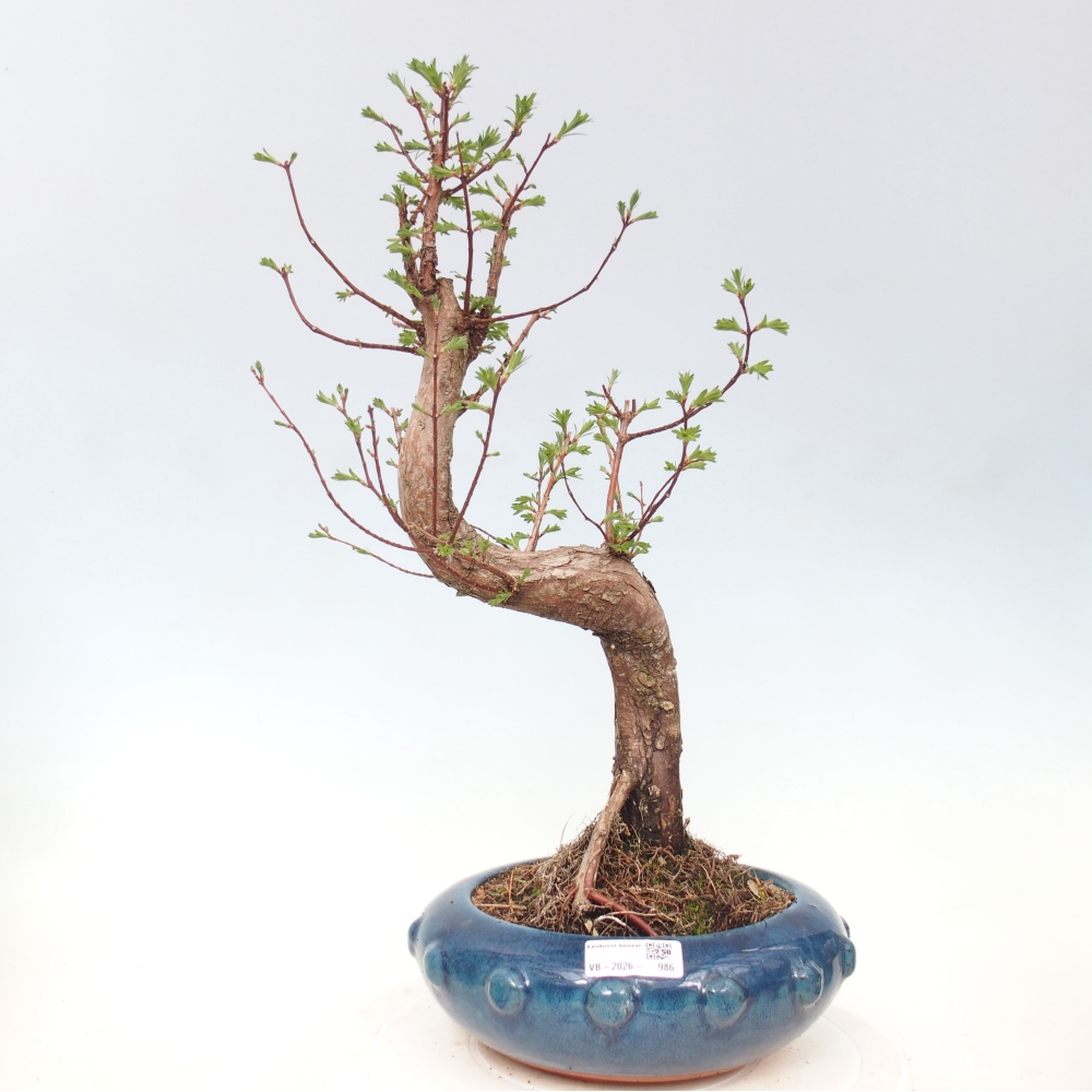 Vonkajšie bonsaje - Metasequoia glyptostroboides - čínska metasekvoja