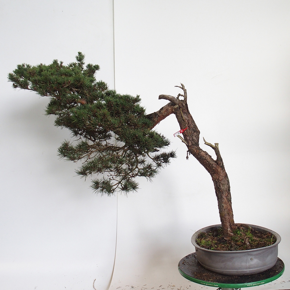 Yamadori - Pinus sylvestris Španielsko