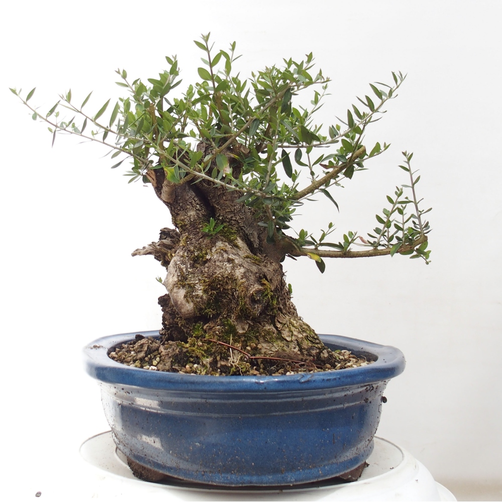 Izbová bonsai - Olea europaea sylvestris -Oliva evropská drobnolistá