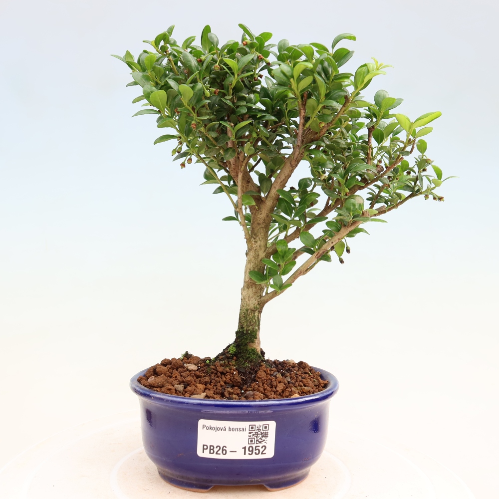 Izbový bonsaj - Ilex crenata - Cesmína