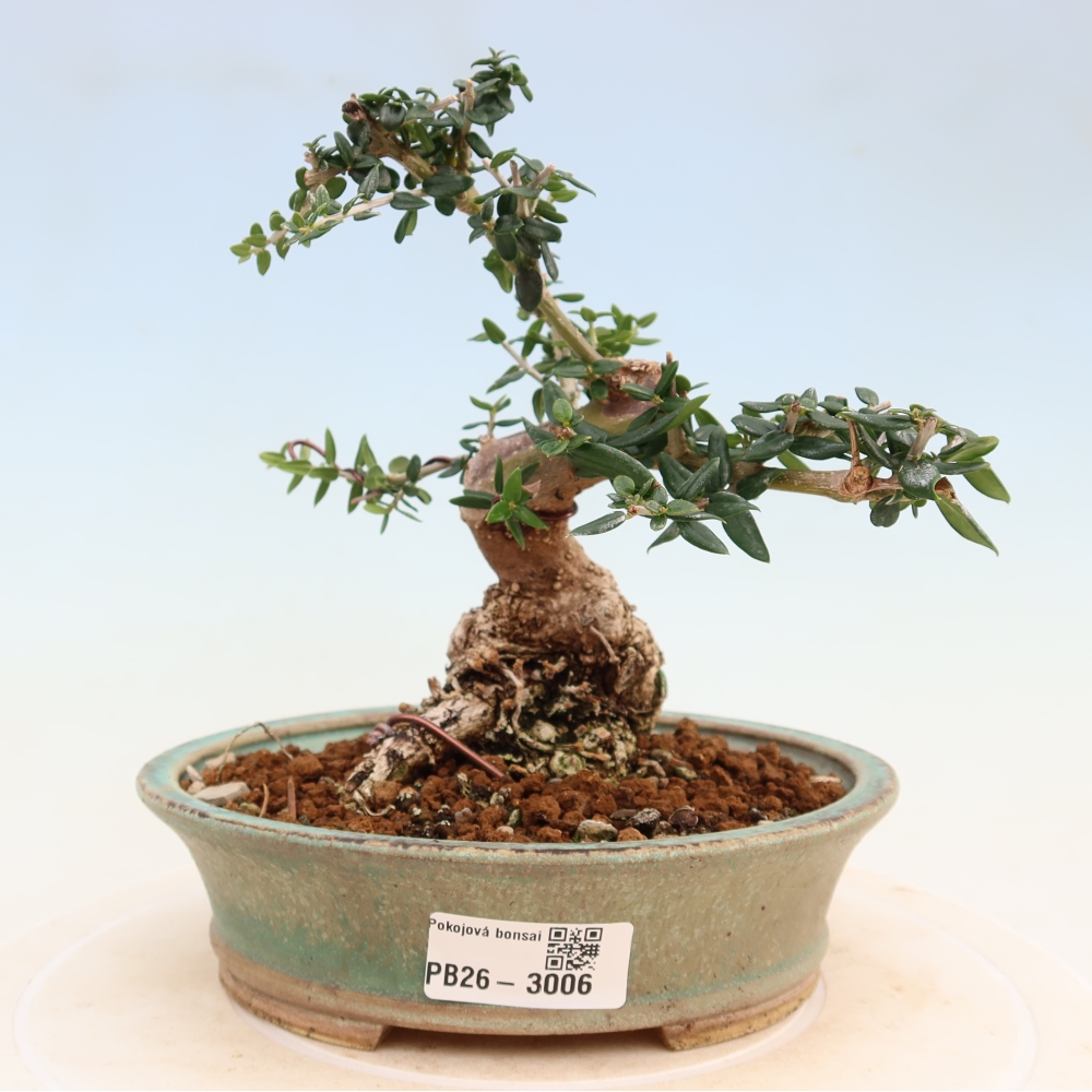Izbový bonsaj - Olea europaea sylvestris