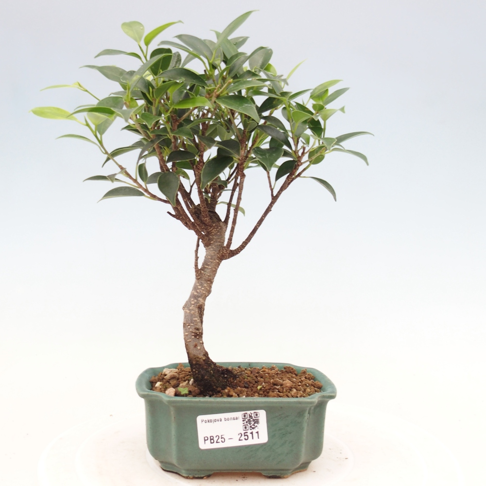 Izbová bonsai - Malolistý fikus - Ficus kimmen