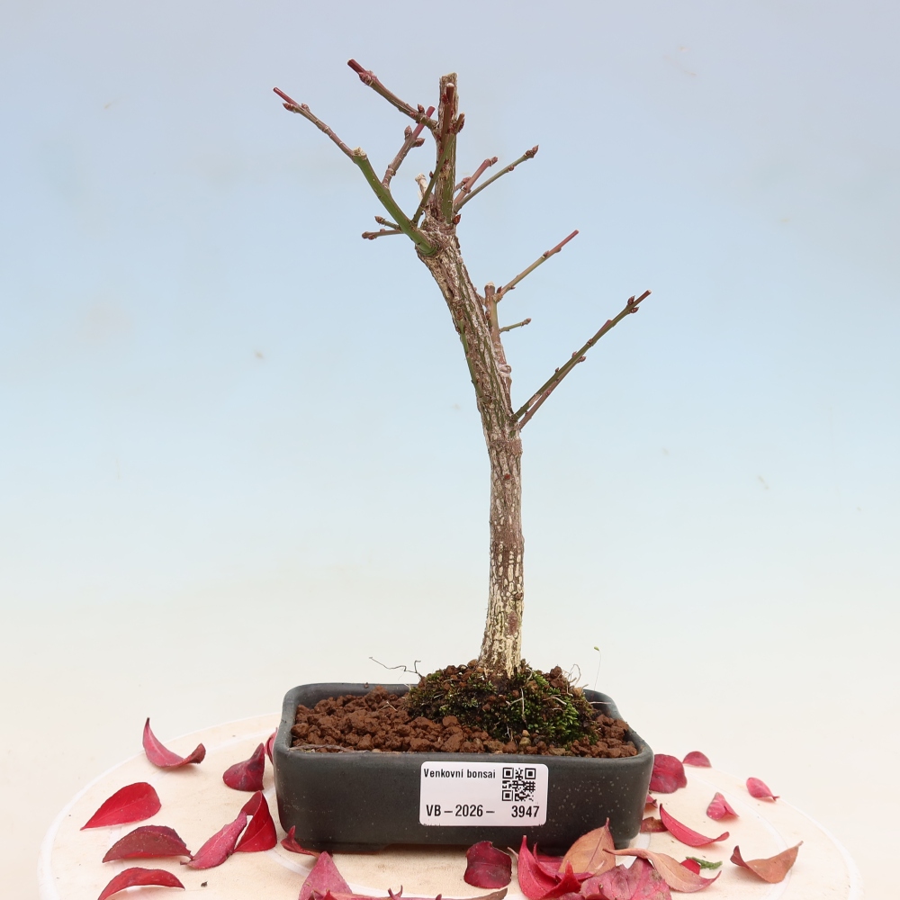 Vonkajší bonsai – Euonymus alatus comactus – krídlatý brslen