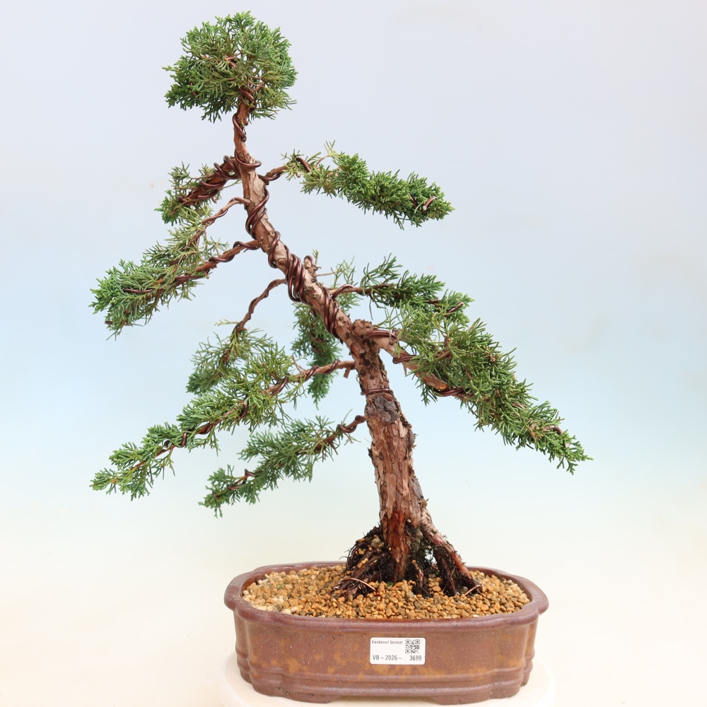 Vonkajší bonsaj - Juniperus chinensis Kishu