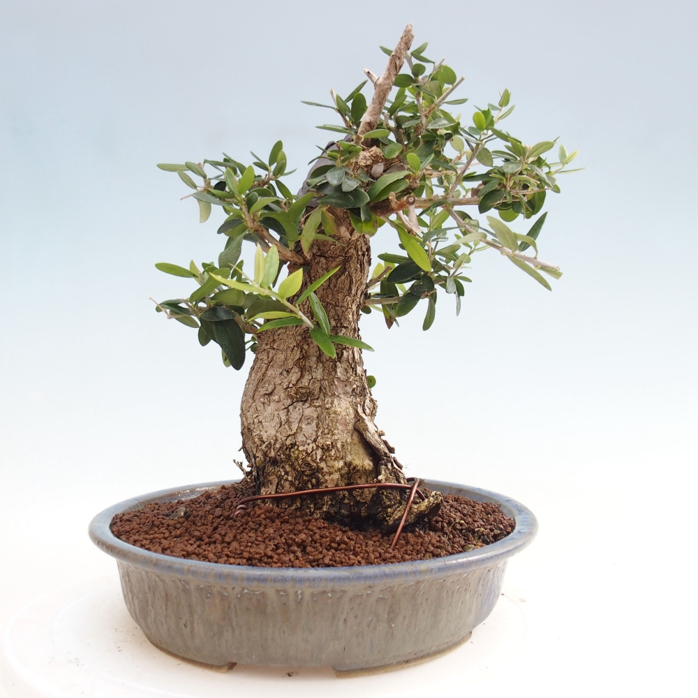 Izbová bonsai - Olea europaea sylvestris -Oliva evropská drobnolistá