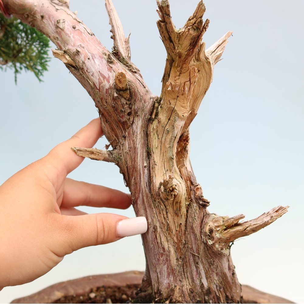 Vonkajší bonsaj - Juniperus chinensis Kishu