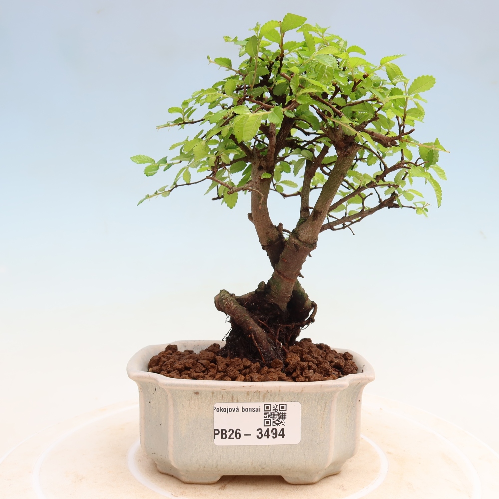 Izbový bonsaj - Ulmus parvifolia - brest malolistý