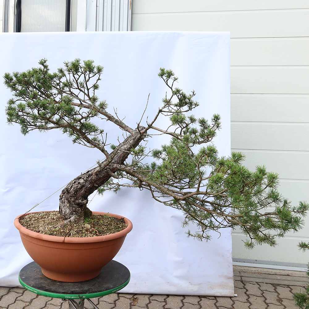 Pinus sylvestris Španielsko – borovica lesná