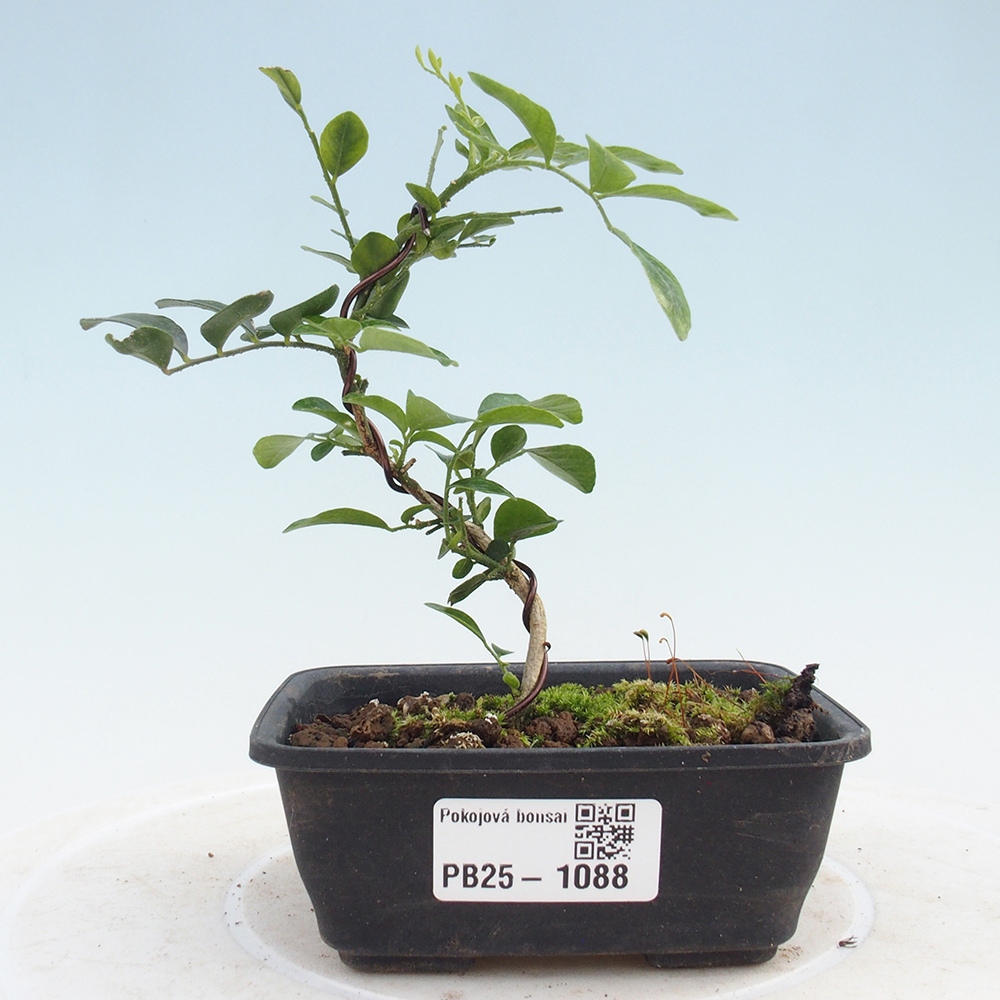 Izbová bonsai- Muraya paniculata