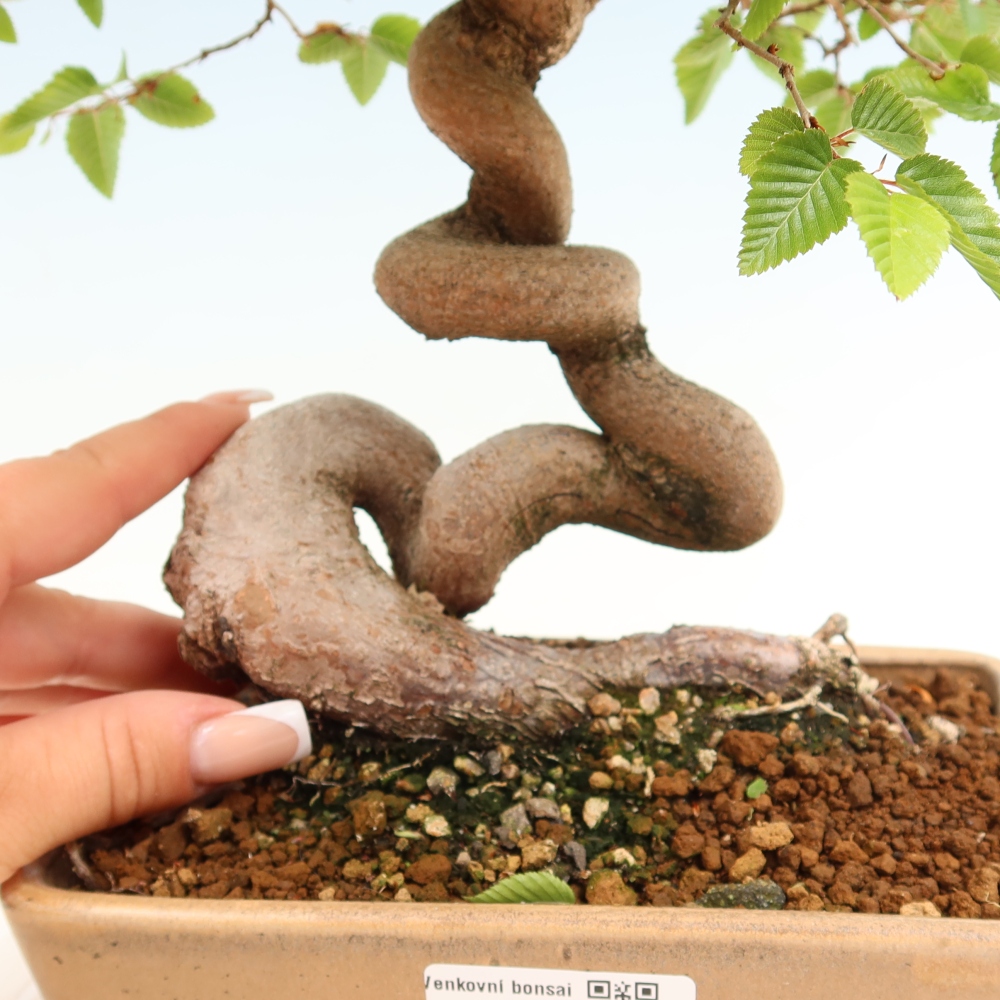 Vonkajší bonsaj -Carpinus coreana - Hrab kórejský