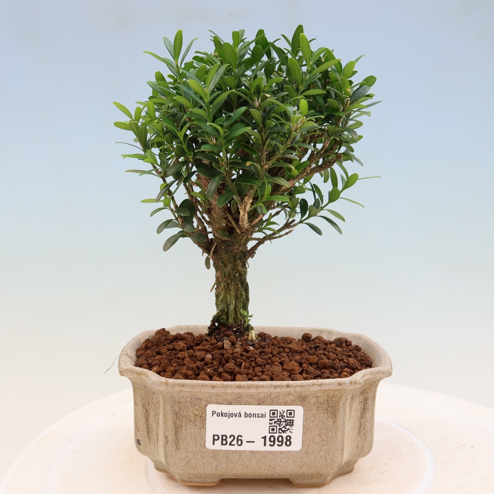 Izbové bonsaje - Buxus harlandii - korkový buxus