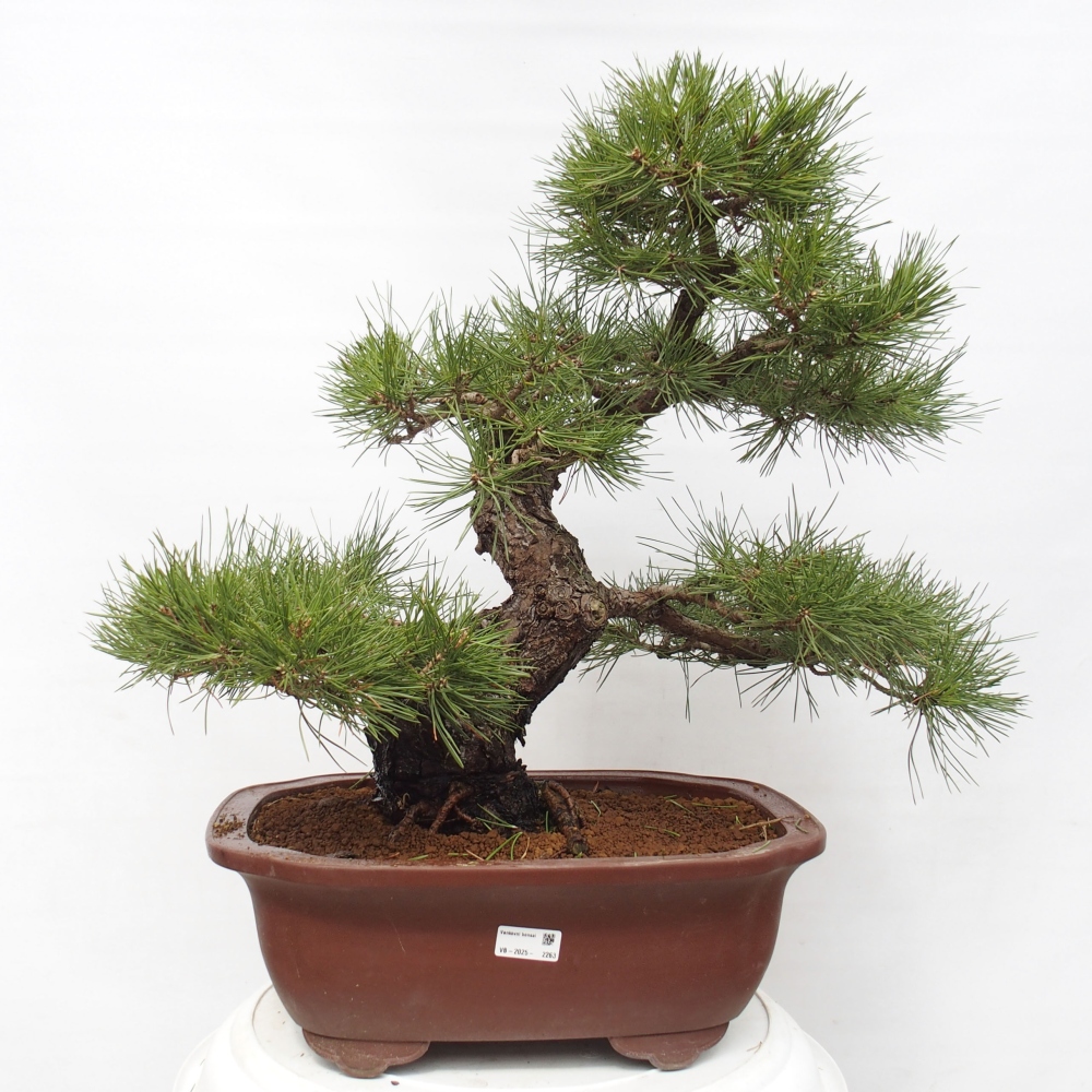 Vonkajšie bonsai - Pinus thunbergii - Borovica thunbergova