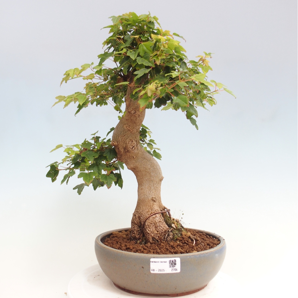 Vonkajšie bonsai - Javor Buergerianum - Javor Burgerův