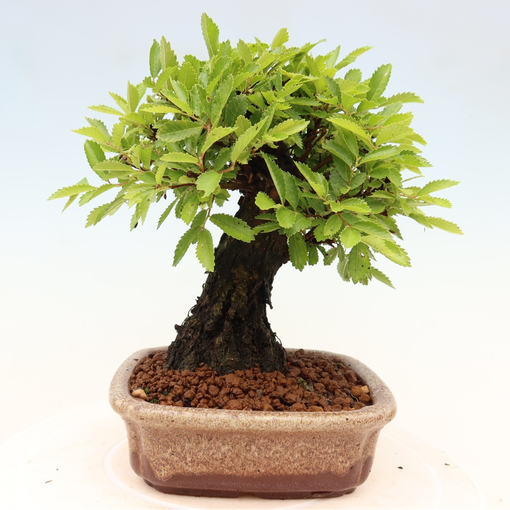 Vonkajšie bonsaje - Zelkova - Zelkova NIRE