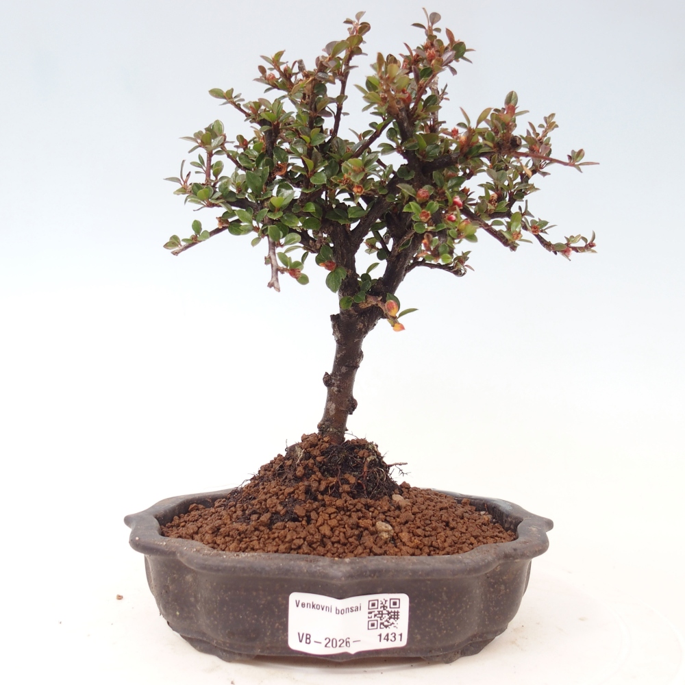 Vonkajšie bonsaje - Cotoneaster horizontalis - Skalnaté hory