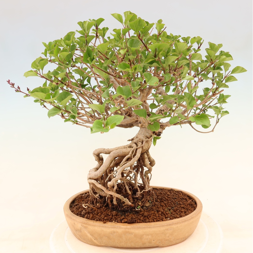 Vonkajší bonsaj - Syringa microphylla - drobnokvetý šeřík