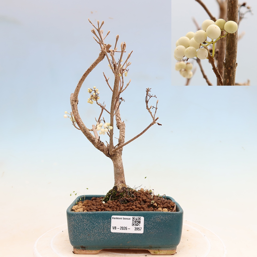 Vonkajší bonsai – Callicarpa bodinieri Snowqueen – krásnoplodka