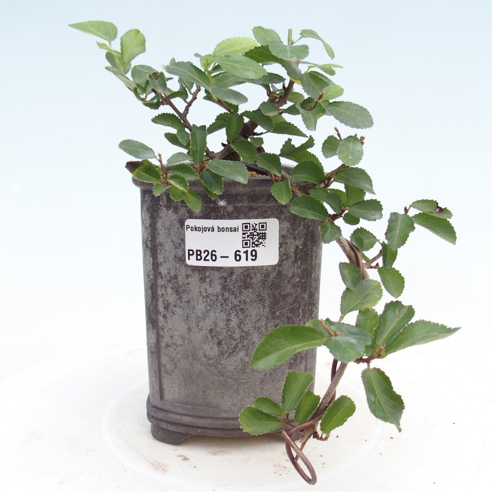 Izbový bonsaj - Grewia occidentalis - Levanduľová hviezdica