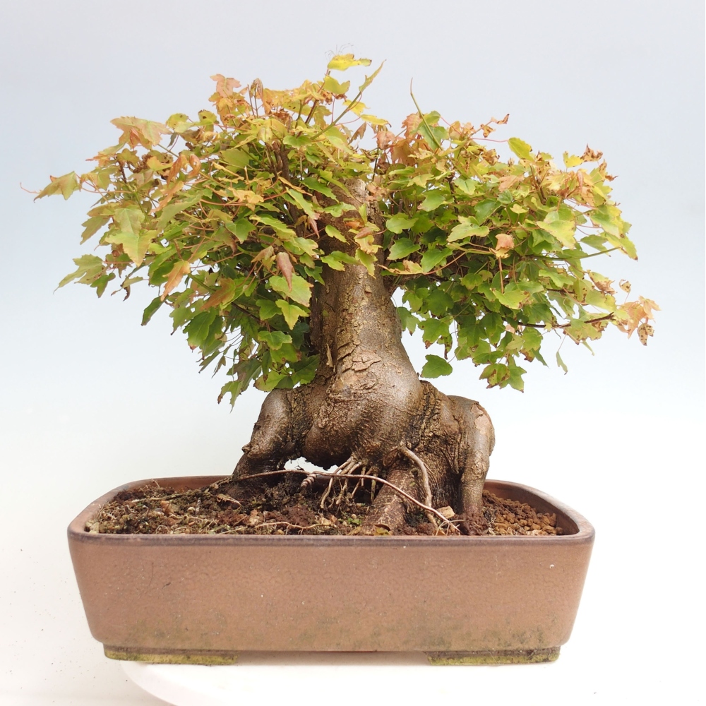 Vonkajšie bonsai - Javor Buergerianum - Javor Burgerův