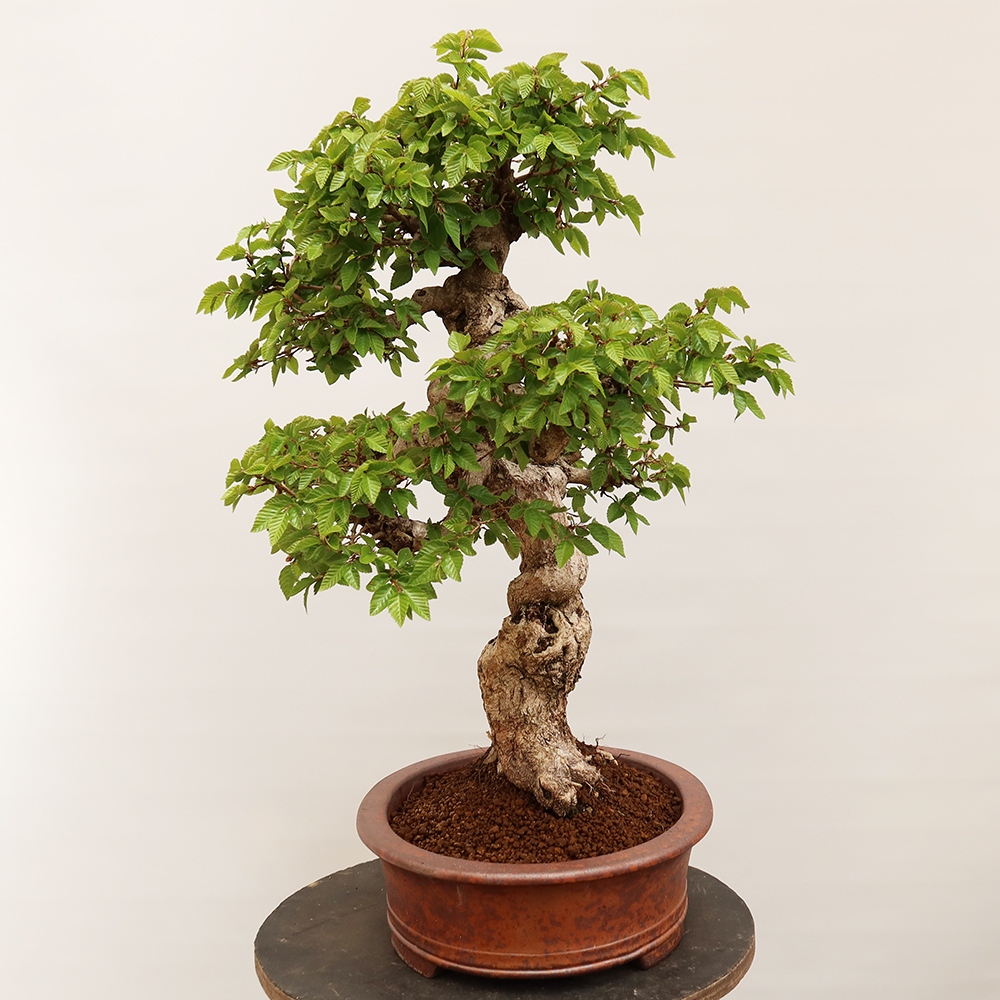 Vonkajší bonsai -Carpinus Coreana - Hrab kórejský
