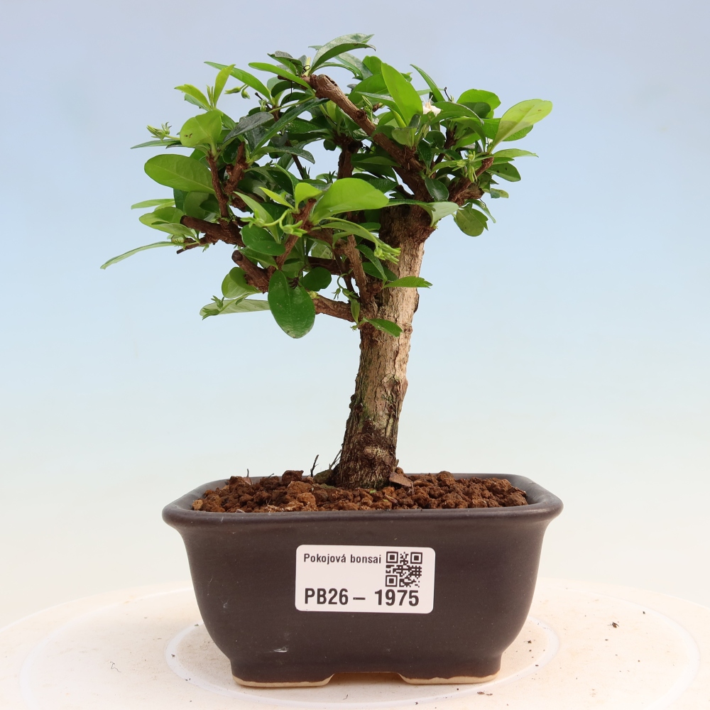 Izbové bonsaje - Carmona macrophylla - Tea fuki