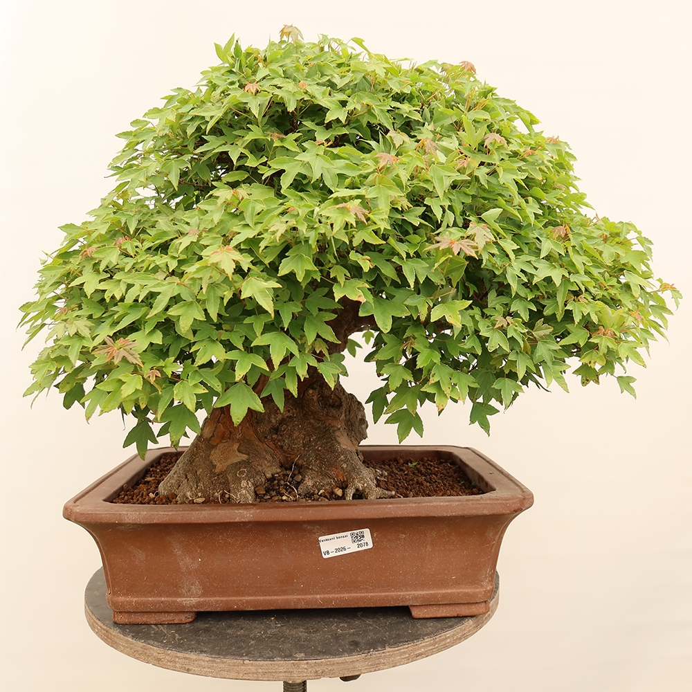 Vonkajšie bonsaje - Javor Burger - Acer Burgerianum